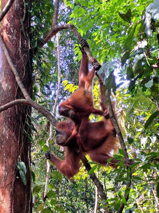 Jungle Life Guest House - Trekking & Transport Only Book With Us Bukit Lawang Buitenkant foto