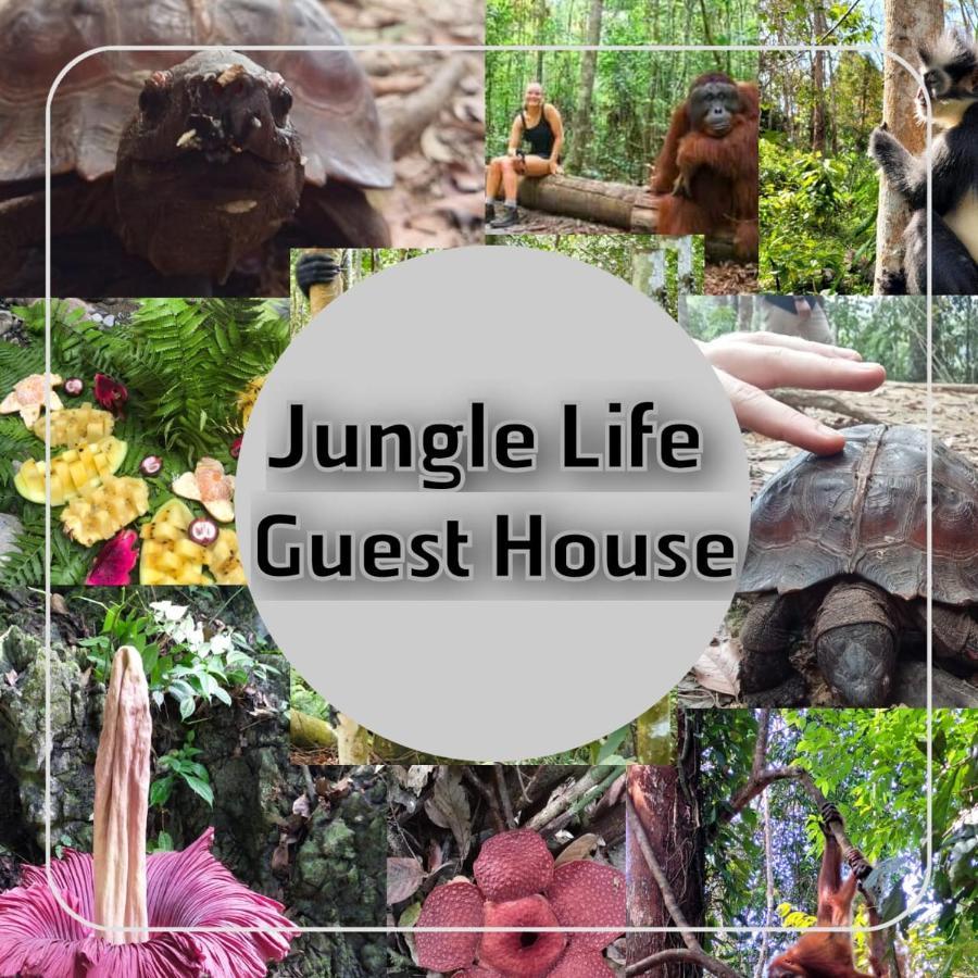 Jungle Life Guest House - Trekking & Transport Only Book With Us Bukit Lawang Buitenkant foto
