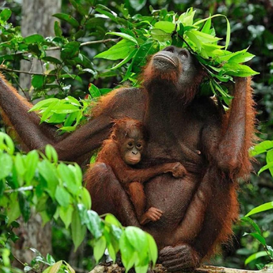Jungle Life Guest House - Trekking & Transport Only Book With Us Bukit Lawang Buitenkant foto