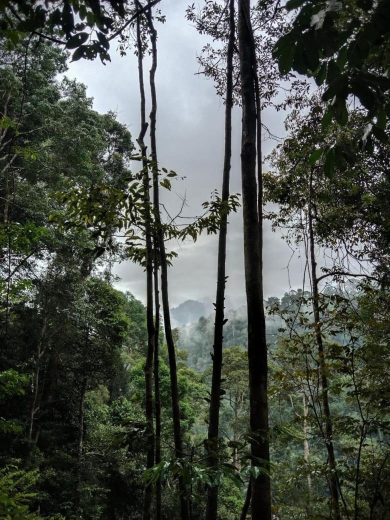 Jungle Life Guest House - Trekking & Transport Only Book With Us Bukit Lawang Buitenkant foto