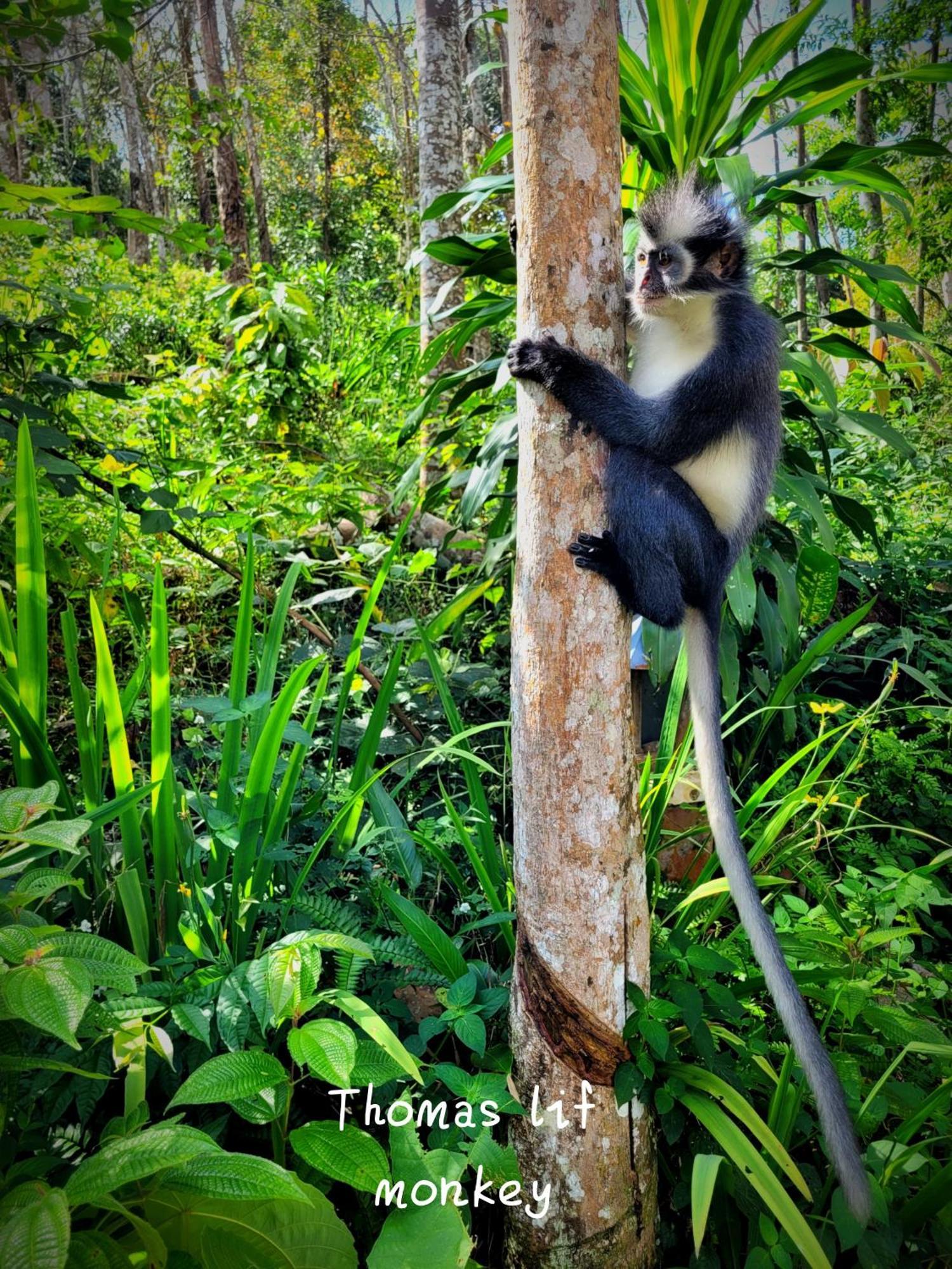 Jungle Life Guest House - Trekking & Transport Only Book With Us Bukit Lawang Buitenkant foto