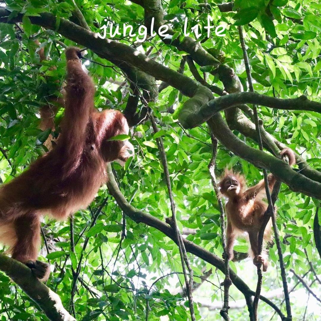 Jungle Life Guest House - Trekking & Transport Only Book With Us Bukit Lawang Buitenkant foto