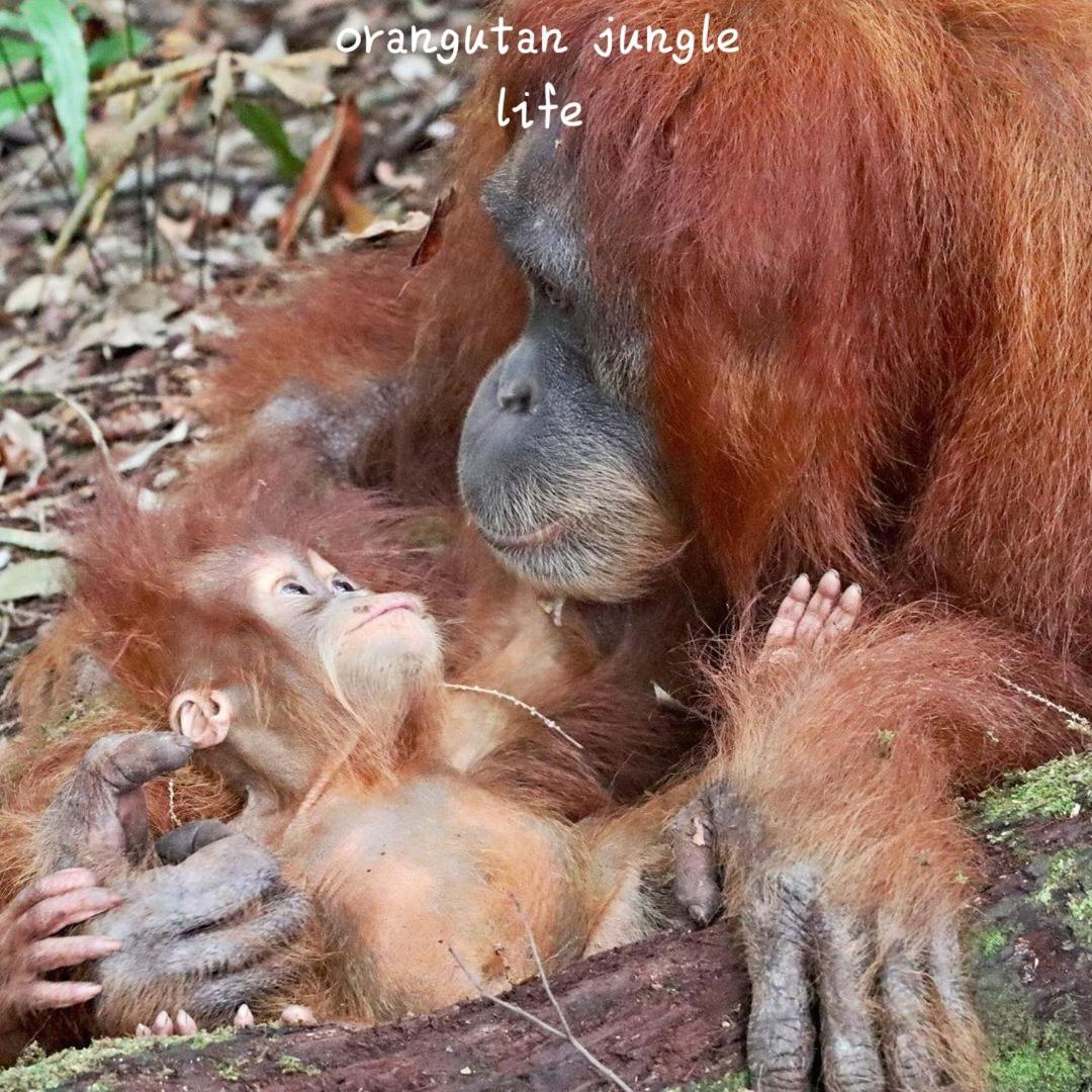Jungle Life Guest House - Trekking & Transport Only Book With Us Bukit Lawang Buitenkant foto
