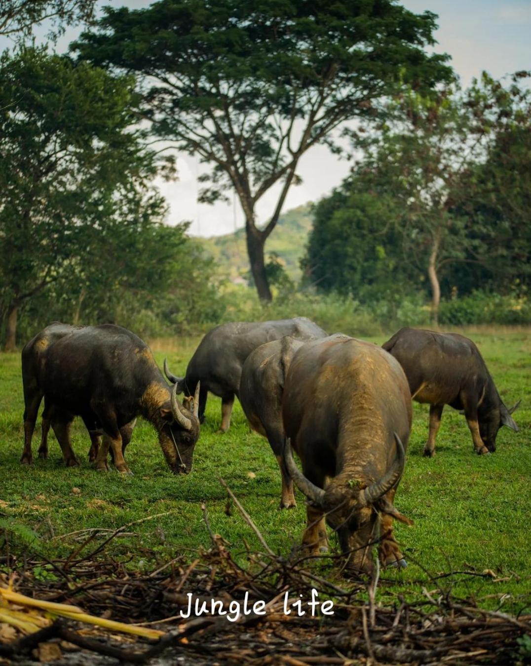 Jungle Life Guest House - Trekking & Transport Only Book With Us Bukit Lawang Buitenkant foto