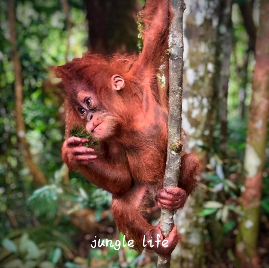 Jungle Life Guest House - Trekking & Transport Only Book With Us Bukit Lawang Buitenkant foto