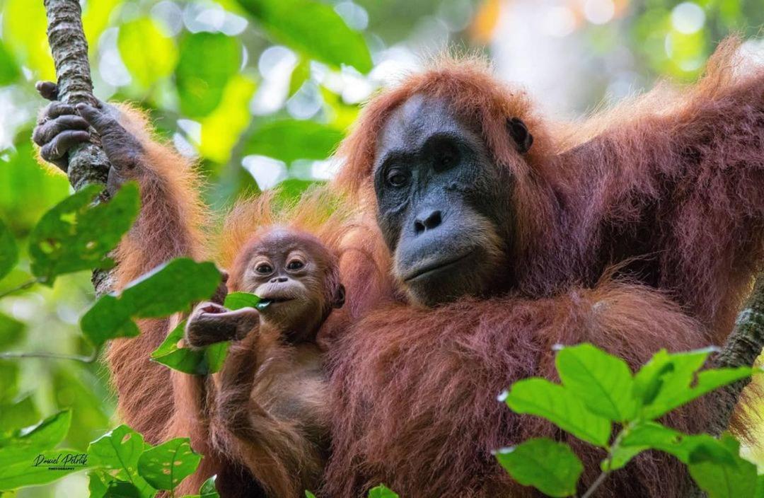 Jungle Life Guest House - Trekking & Transport Only Book With Us Bukit Lawang Buitenkant foto