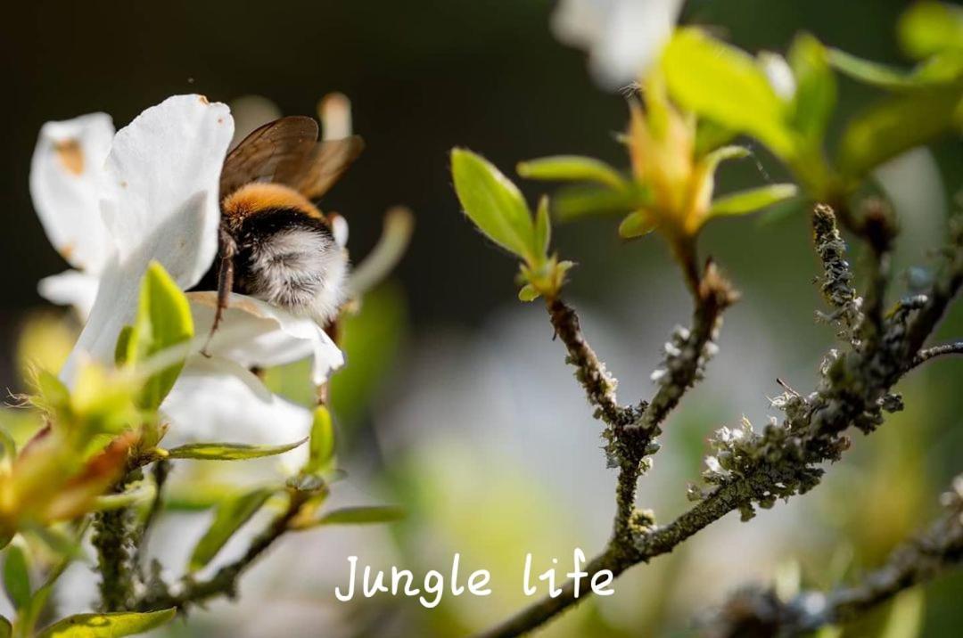 Jungle Life Guest House - Trekking & Transport Only Book With Us Bukit Lawang Buitenkant foto