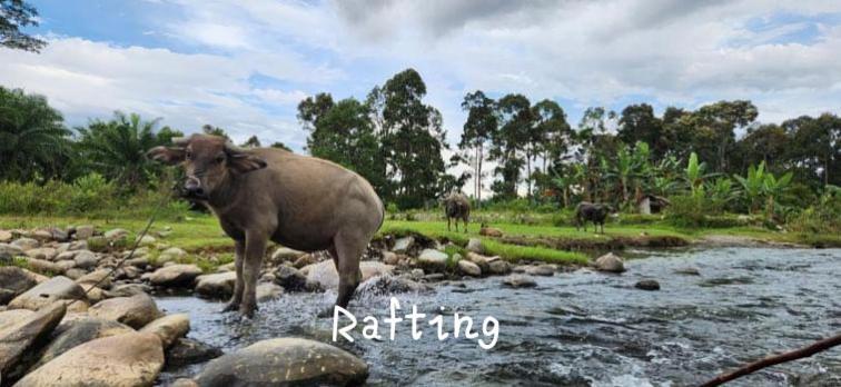 Jungle Life Guest House - Trekking & Transport Only Book With Us Bukit Lawang Buitenkant foto