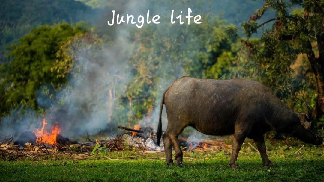 Jungle Life Guest House - Trekking & Transport Only Book With Us Bukit Lawang Buitenkant foto