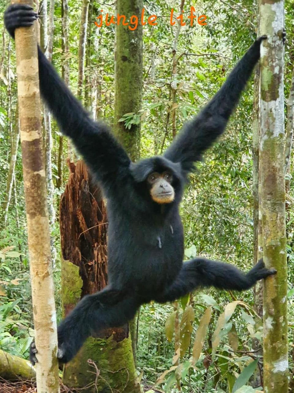 Jungle Life Guest House - Trekking & Transport Only Book With Us Bukit Lawang Buitenkant foto