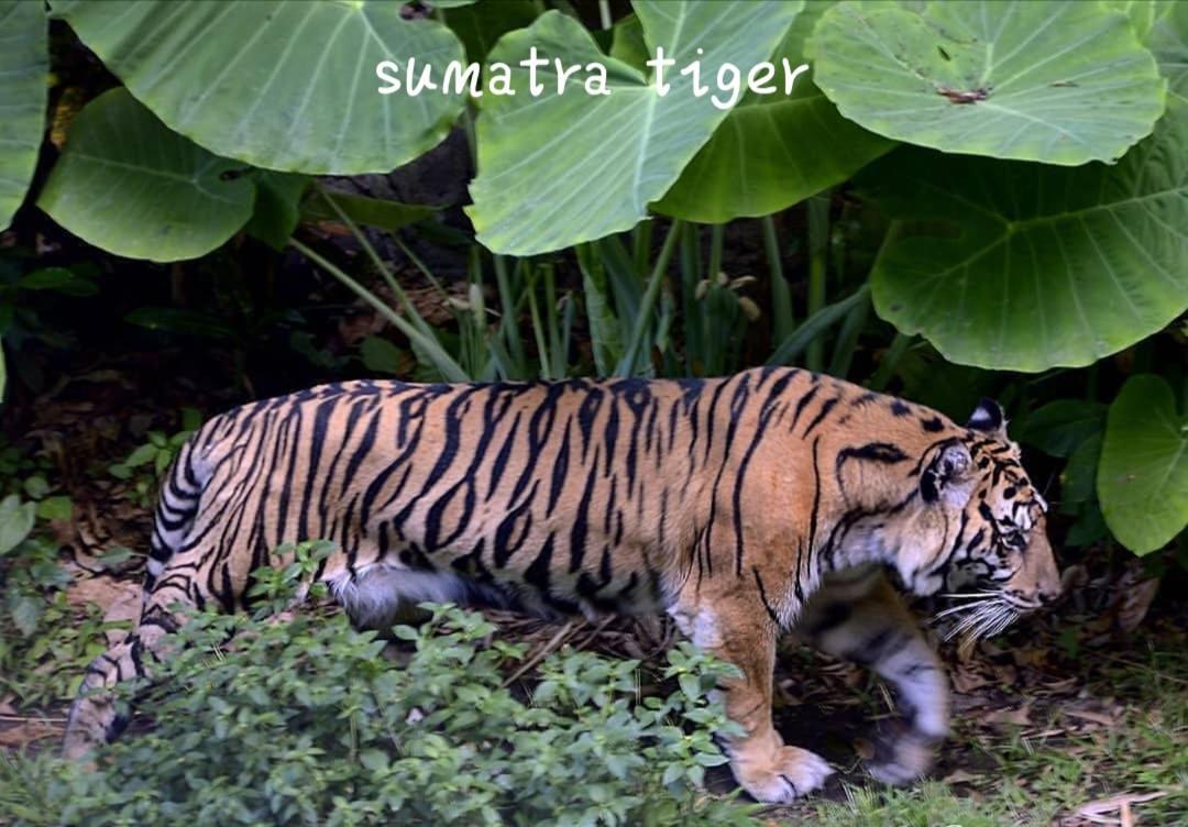 Jungle Life Guest House - Trekking & Transport Only Book With Us Bukit Lawang Buitenkant foto