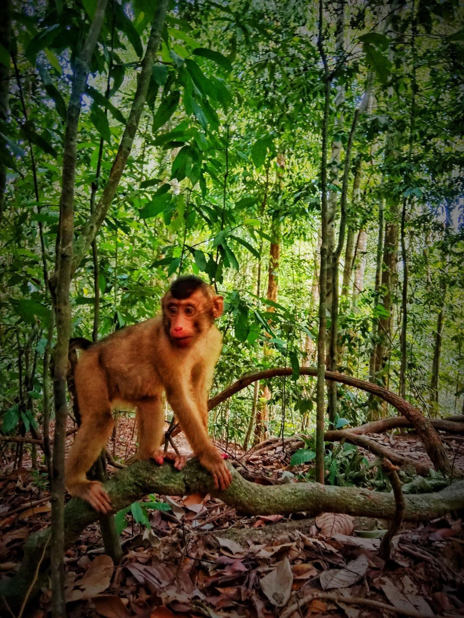 Jungle Life Guest House - Trekking & Transport Only Book With Us Bukit Lawang Buitenkant foto