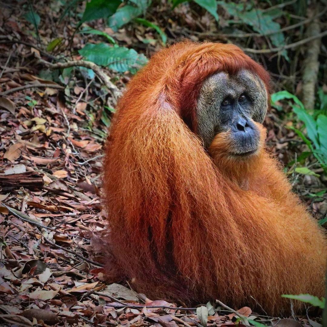 Jungle Life Guest House - Trekking & Transport Only Book With Us Bukit Lawang Buitenkant foto