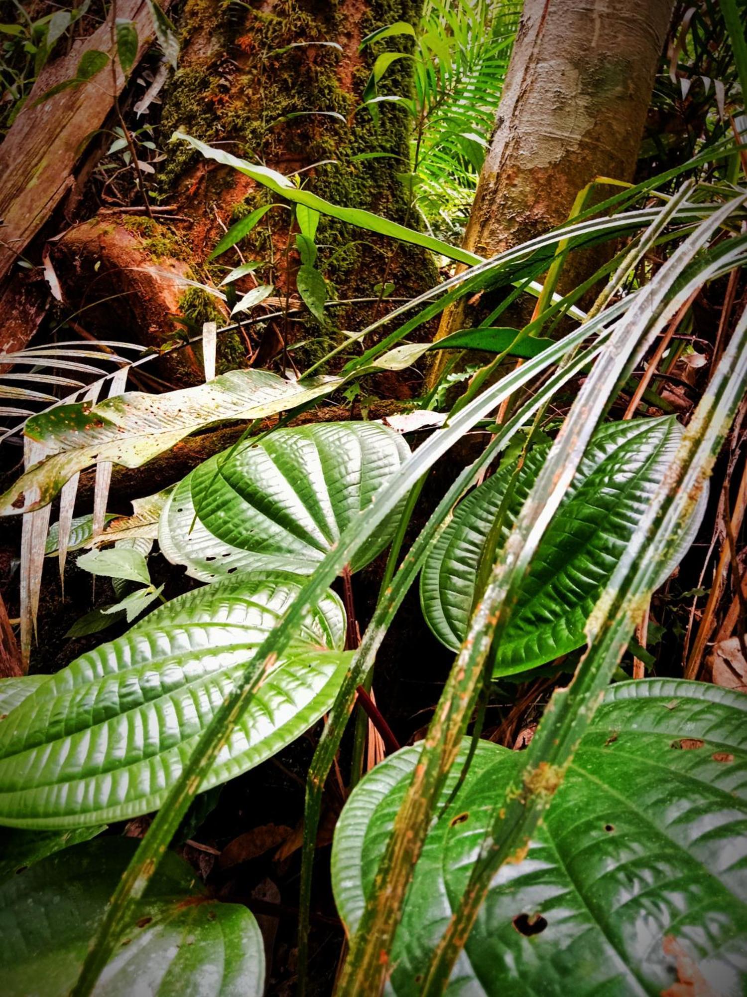 Jungle Life Guest House - Trekking & Transport Only Book With Us Bukit Lawang Buitenkant foto