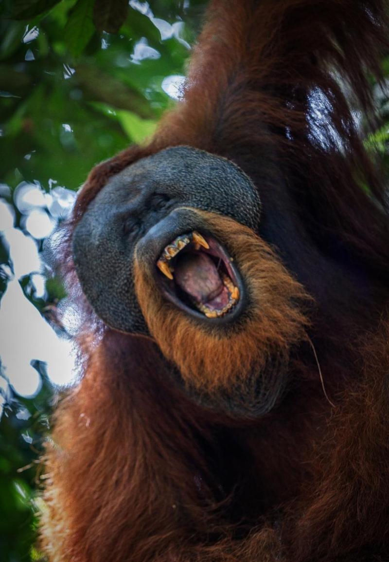 Jungle Life Guest House - Trekking & Transport Only Book With Us Bukit Lawang Buitenkant foto