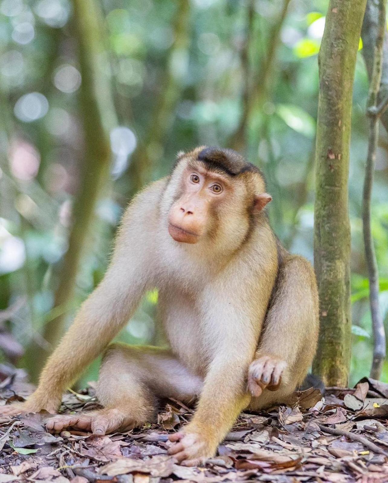 Jungle Life Guest House - Trekking & Transport Only Book With Us Bukit Lawang Buitenkant foto