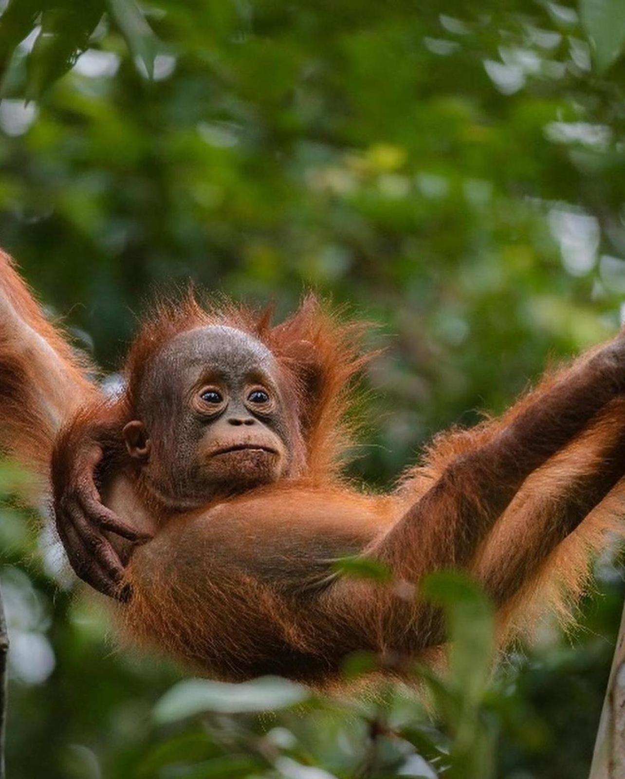 Jungle Life Guest House - Trekking & Transport Only Book With Us Bukit Lawang Buitenkant foto