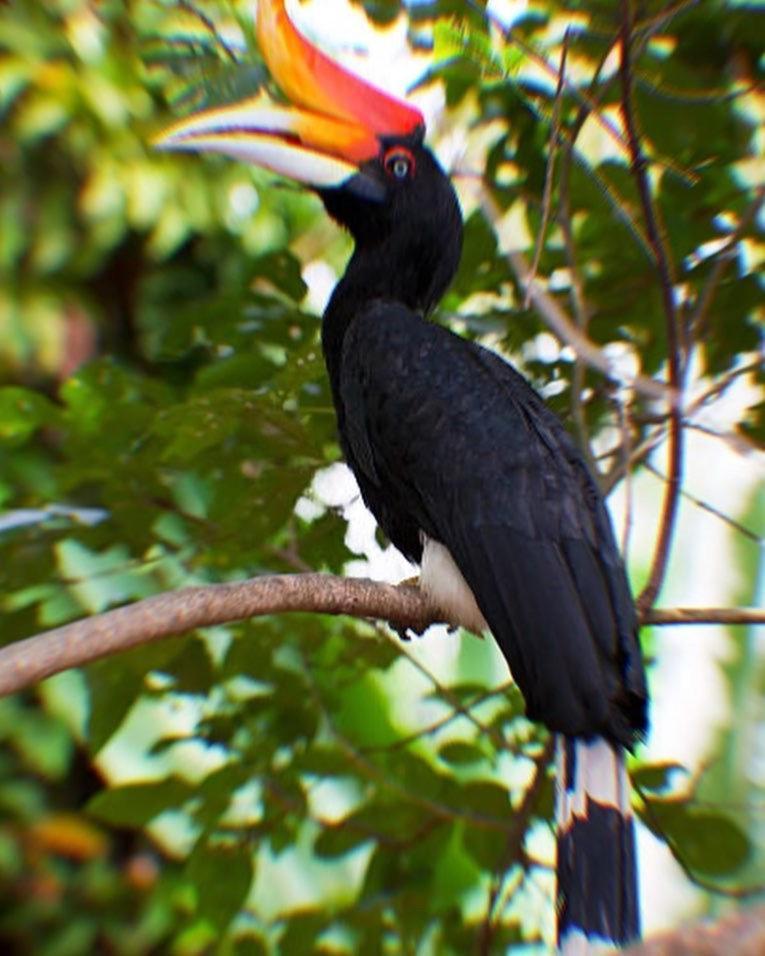 Jungle Life Guest House - Trekking & Transport Only Book With Us Bukit Lawang Buitenkant foto