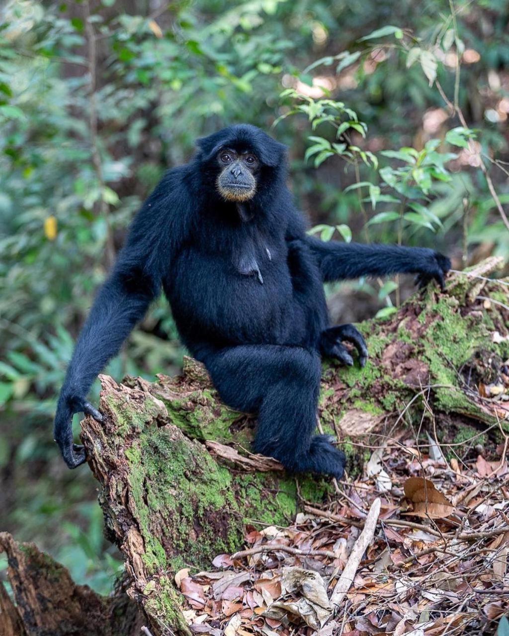Jungle Life Guest House - Trekking & Transport Only Book With Us Bukit Lawang Buitenkant foto