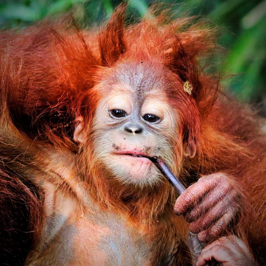 Jungle Life Guest House - Trekking & Transport Only Book With Us Bukit Lawang Buitenkant foto